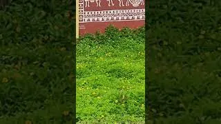 Thumbnail: #trending #viral #viralvideo #reels #shorts #shortvideo #trendingshorts