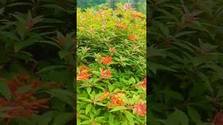 Thumbnail: #trending #viral #viralvideo #shorts #trendingshorts #reels