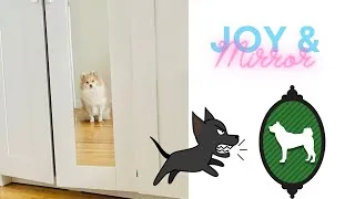 Thumbnail: Pomeranian Puppy Gets angry on mirror | Funny Angry Pomeranian Dog 🐶 | Joy The Pom Pom