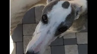 Thumbnail: Howling Hortaya Borzaya