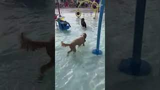 Thumbnail: Dogs wrap up season at Witter Park Aquatics Center in Wisconsin Rapids