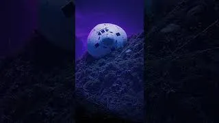 Thumbnail: Mysterious White Disc Found 7,400 Feet High in New Mexico Mountains!