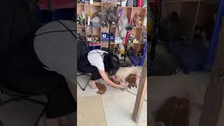 Thumbnail: Feeding milk powder to a puppy