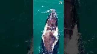 Thumbnail: Some moments can’t be planned. Just under a minute… but a shot that will last a lifetime. #Whales