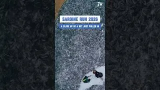 Thumbnail: Sardine Run 2026 - A close up of a net just pulled in!#SardineRun2026 #SardineRun #SardineNetting
