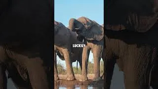 Thumbnail: Will These Animals Go Extinct?? 😱 | Ryan Tate