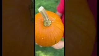Thumbnail: Your fall garden starts NOW 🍂⏳Fall Garden Tips for Beginners #fallgardening #gardeningforbeginners