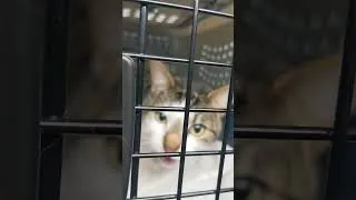 Thumbnail: Evie making me feel bad for taking her on holiday #cat #catswhoyell