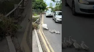 Thumbnail: The cutest little family of swans crossing the road to the pond