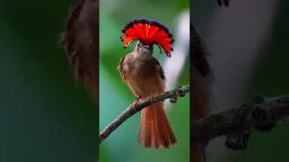 Thumbnail: Pure Relaxation | Nature Sounds & Natural Bird Sounds for Sleep,💓Stress Relief & Focus — No Music