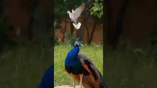 Thumbnail: incredible environment of birds 🐦 in the forest ✨️ Nature's Purest Songbirds ever⚘️ #birdsong