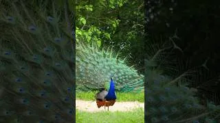 Thumbnail: Happy mood of birds with their sweet melody voice ever 💙 Relaxation Sound of birds for meditation