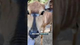 Thumbnail: They Got Special Toys To Play With