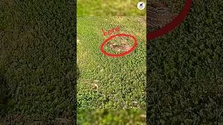 Thumbnail: 😱 Why Baby Deer Freeze Instead of Running? Nature's Hidden Survival Trick!