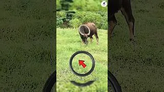 Thumbnail: 😱 This Buffalo's Horns Look Like a Bike Tire!