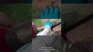 Thumbnail: Possum Jumpscare while Junk Removing #junkremoval #entrepreneur #sidehustle