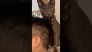 Thumbnail: When your cat realizes he is Adopted 😮 #animalshorts #cat #funny