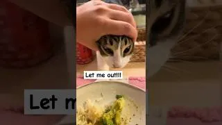 Thumbnail: Sir, please remain calm🐱   #cat #funnymoments #shorts #shortvideo