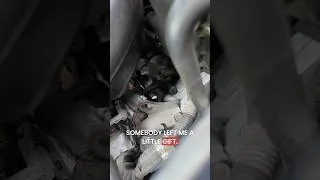 Thumbnail: A quick look never hurt. #automobile #mechanic #diy #shorts