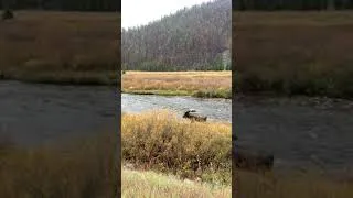 Thumbnail: Bull Moose