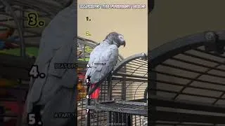 Thumbnail: RANKING THE FUNNIEST BIRDS