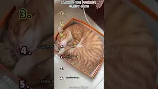 Thumbnail: RANKING THE FUNNIEST SLEEPY CATS