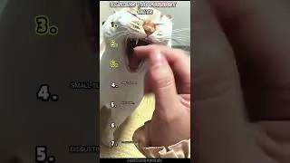 Thumbnail: RANKING THE FUNNIEST CATS