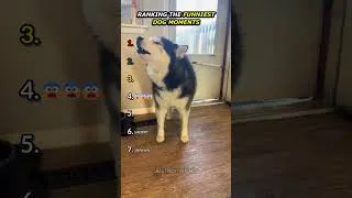 Thumbnail: Ranking Funny Dog Moments