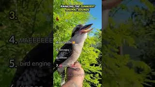 Thumbnail: Ranking The Funniest Animals Sounds