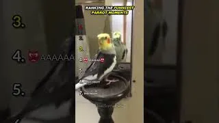 Thumbnail: Ranking The Funniest Parrot Moments
