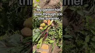Thumbnail: MY POOR GARDEN #farmlife #gardening #justthebells10