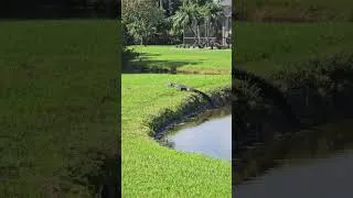 Thumbnail: HUGE alligator right outside of the pool cage 😳🐊#Gator #alligator # #chomp #floridalife