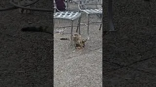 Thumbnail: Busch Gardens has TNR cats! we never knew this until we spotted one and then googled it 😄