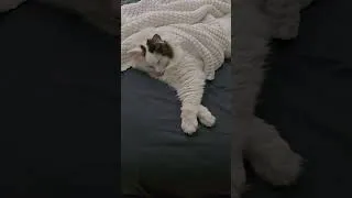 Thumbnail: Cozy Cat #cat #kitten #snuggles #cold #warm #blanket #cuddle #calico #sleepy #snuggly