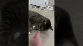 Thumbnail: I’m glad I had coin #cat