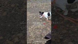 Thumbnail: Why Flexi-Leads DESTROY Loose Lead Walking! 🛑 (Lead Length Matters)
