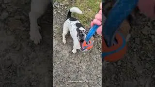 Thumbnail: If your dog can't do this, then it has no place being off lead 🛑