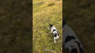 Thumbnail: Does your dog do THIS off-lead? Or are they oblivious to you? 🐶