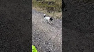 Thumbnail: hopalong update! Tucker