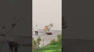 Thumbnail: #cat #cats #breakfast #breaking