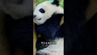 Thumbnail: 🐼 Guess the Animal! | Panda Reveal #shorts
