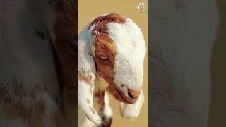 Thumbnail: Goats Have Rectangle Eyes?! 🐐