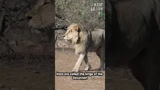 Thumbnail: 🦁 This Lion Roar Will Shock You! #toddlerlearning  #animalsounds  #educationalvideos