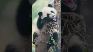 Thumbnail: 🐾 TOO CUTE TO HANDLE! 😍 | Cute Baby Animals Compilation #shorts