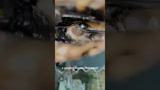 Thumbnail: Farming the most expensive pearls on Earth