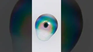 Thumbnail: Pearls born from the reef 🪸