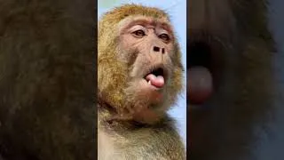 Thumbnail: Funny Monkey Face 😂 | Hilarious Monkey Expression That Will Make You Laugh!