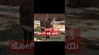 Thumbnail: Iಇನ್ಮೇಲೆ ಕತ್ತೆ ಅಂತ ನೀವು ಬೈಯೋಲ್ಲ ಇದನ್ನು ನೋಡಿದ ಮೇಲೆ