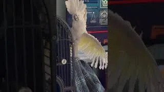 Thumbnail: Ever Wonder If Birds Are Sane?