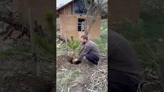 Thumbnail: The man planted a spruce tree near the fisherman's hut#bushcraft #dog #nature #garden #adventure